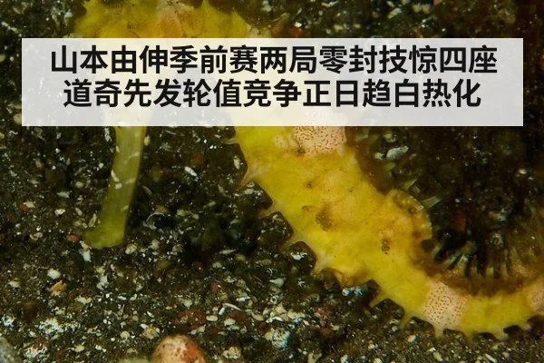 山本由伸季前赛两局零封技惊四座 道奇先发轮值竞争正日趋白热化